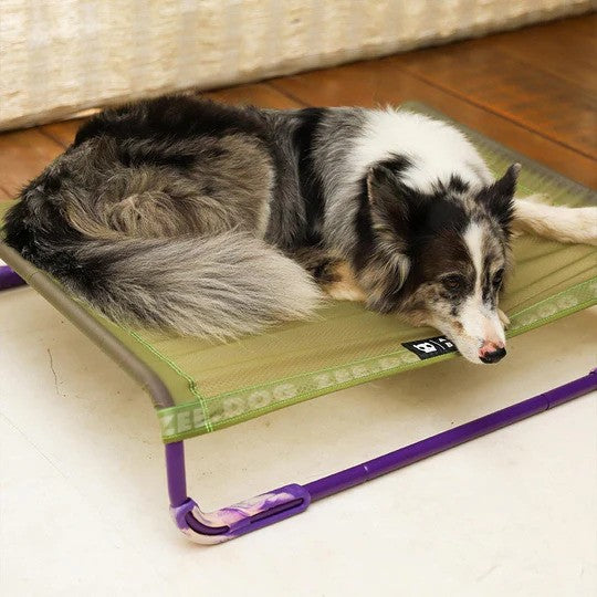 Air Bed Elevated Dog Bed