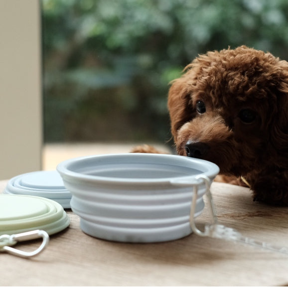 Portable Bowl for Dogs and Cats