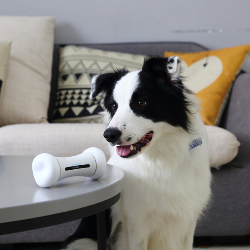 Interactive Dog Toys Border Collie Smart Dog Toys 