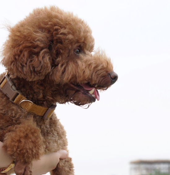 Wear Woof Brown Collar